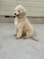 Peanut, a male Poodle - Miniature  for sale in Pinon Hills, CA – 3 of 4