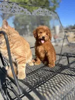 Rory, a male Poodle - Miniature  for sale in Pinon Hills, CA – 3 of 5