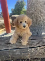 Ginger , a female Poodle - Toy  for sale in Pinon Hills, CA – 8 of 9