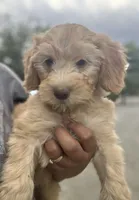 Biscuit , a male Poodle - Miniature  and Whoodle for sale in Pinon Hills, CA – 3 of 3