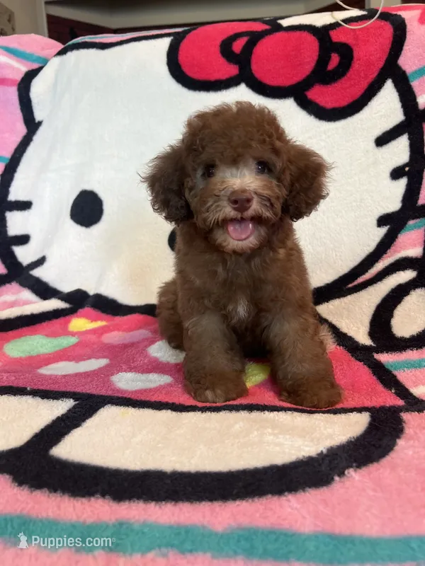Coco – Poodle - Toy  puppy for sale in Pinon Hills, CA