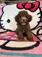 Coco, a female Poodle - Toy  for sale in Pinon Hills, CA – 1 of 4