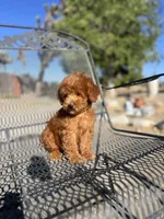 Rory, a male Poodle - Miniature  for sale in Pinon Hills, CA – 4 of 5