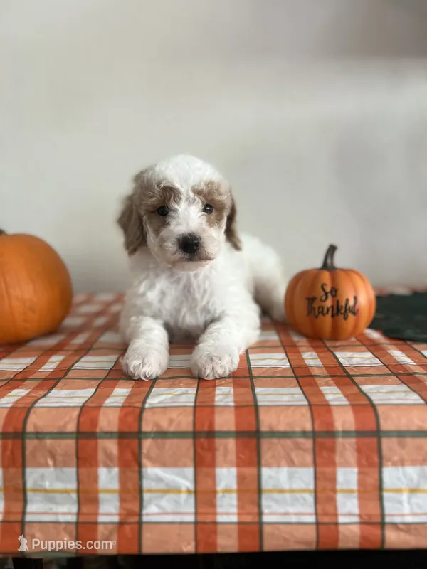 Spots – Poodle - Miniature  puppy for sale in Pinon Hills, CA