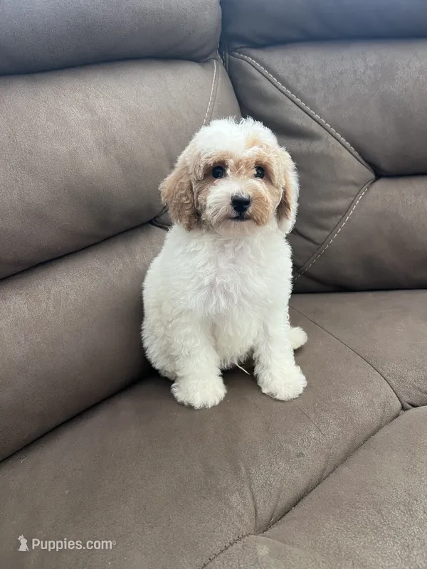Chester – Poodle - Miniature  puppy for sale in Pinon Hills, CA
