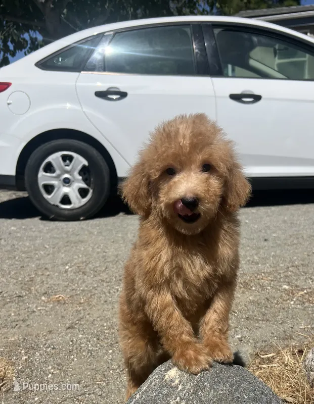 Copper – Poodle - Miniature  puppy for sale in Pinon Hills, CA