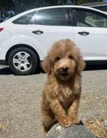 Copper, a male Poodle - Miniature  for sale in Pinon Hills, CA – 1 of 3