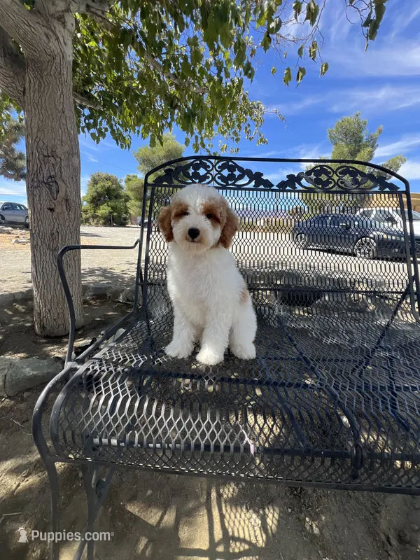Oliver  – Poodle - Miniature  puppy for sale in Pinon Hills, CA