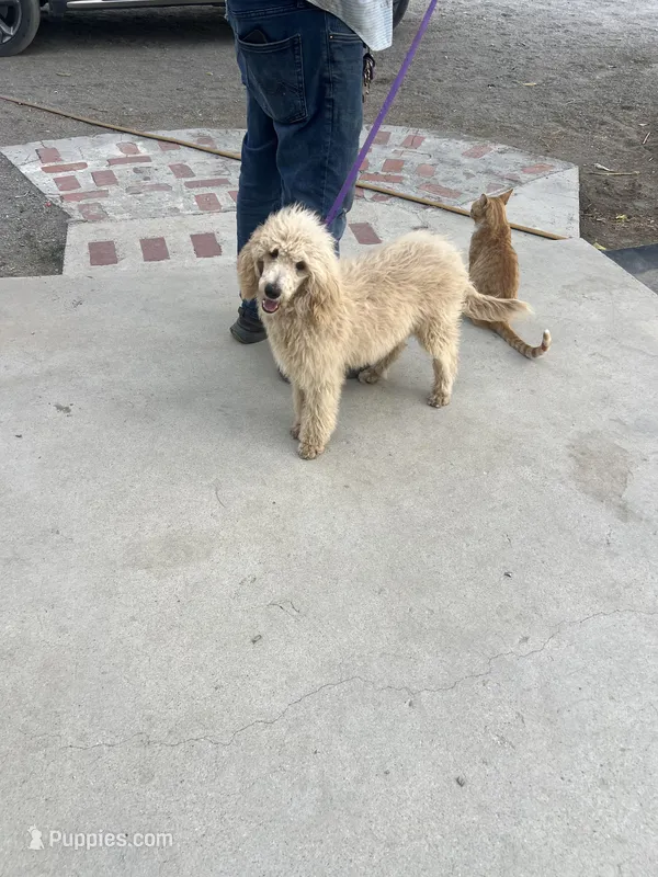 Peanut – Poodle - Miniature  puppy for sale in Pinon Hills, CA