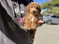 Rusty, a male Poodle - Miniature  for sale in Pinon Hills, CA – 1 of 5