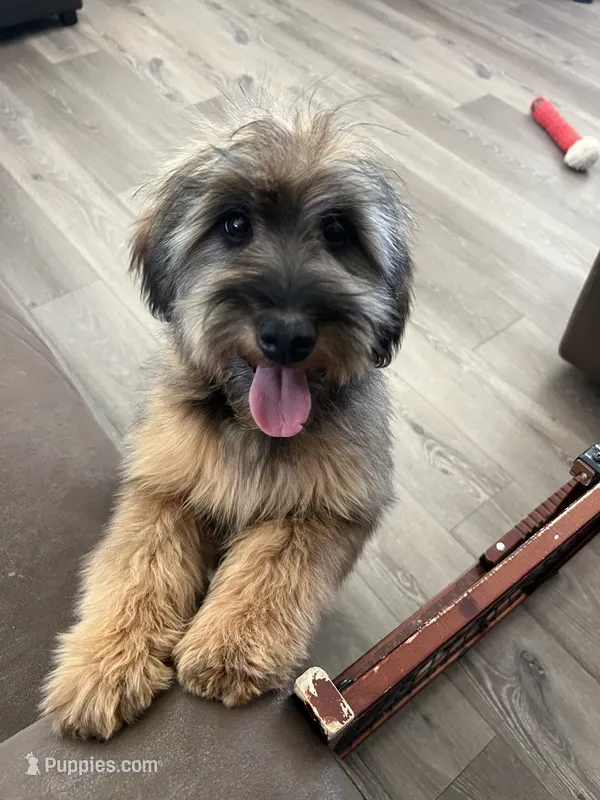 Rose – Soft Coated Wheaten Terrier, Poodle - Miniature  puppy for sale in Pinon Hills, CA