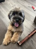 Rose, a female Soft Coated Wheaten Terrier and Poodle - Miniature  for sale in Pinon Hills, CA – 1 of 8