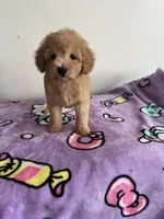 Jessie, a female Poodle - Toy  for sale in Pinon Hills, CA – 4 of 5