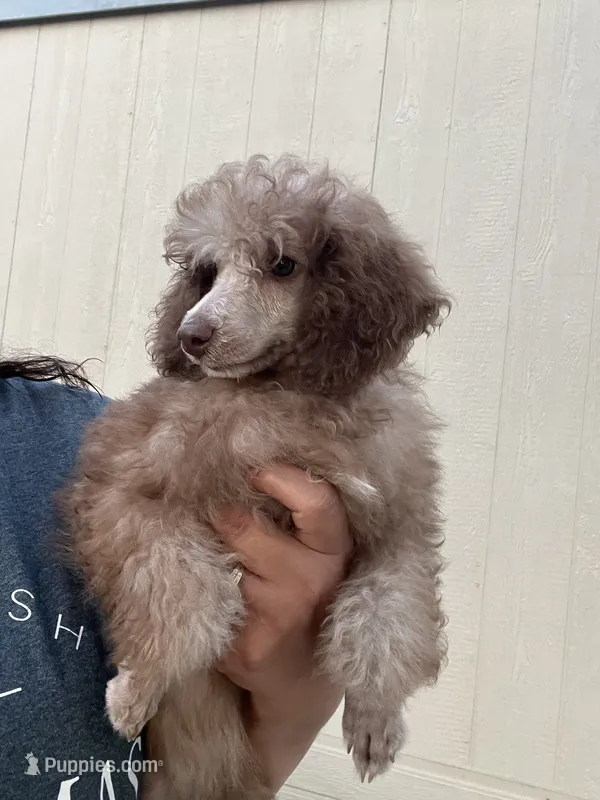 Mocha  – Poodle - Miniature  puppy for sale in Pinon Hills, CA
