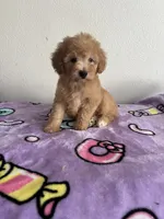 Jessie, a female Poodle - Toy  for sale in Pinon Hills, CA – 5 of 5