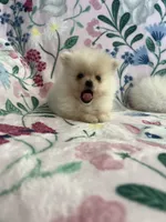 Kiara, a female Pomeranian for sale in Pinon Hills, CA – 4 of 4