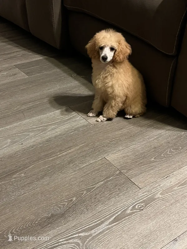 Ginger  – Poodle - Miniature  puppy for sale in Pinon Hills, CA