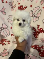 Marie, a female Pomapoo for sale in Pinon Hills, CA – 1 of 3