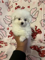 Marie, a female Pomapoo for sale in Pinon Hills, CA – 2 of 3