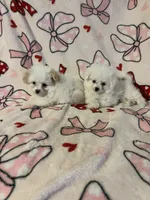 Marie, a female Pomapoo for sale in Pinon Hills, CA – 3 of 3