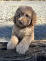 Mickey Green Eyes, a male Soft Coated Wheaten Terrier and Poodle - Miniature  for sale in Pinon Hills, CA – 5 of 6