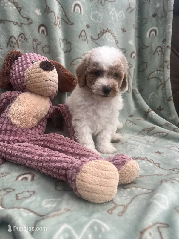 Chester – Poodle - Miniature  puppy for sale in Pinon Hills, CA