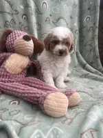 Chester, a male Poodle - Miniature  for sale in Pinon Hills, CA – 1 of 7