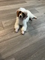 Duke AKC, a male Poodle - Miniature  for sale in Pinon Hills, CA – 3 of 10