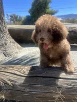 Coco, a female Poodle - Miniature  for sale in Pinon Hills, CA – 5 of 6