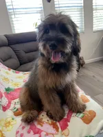 Rose, a female Soft Coated Wheaten Terrier and Poodle - Miniature  for sale in Pinon Hills, CA – 3 of 8