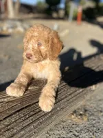 Scout, a male Soft Coated Wheaten Terrier and Poodle - Miniature  for sale in Pinon Hills, CA – 2 of 6