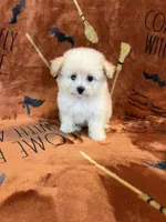 Belle, a female Pomapoo for sale in Pinon Hills, CA – 6 of 6