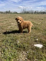 Rocky, a male Soft Coated Wheaten Terrier and Poodle - Miniature  for sale in Pinon Hills, CA – Photo 5 of 6