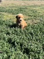 Rocky, a male Soft Coated Wheaten Terrier and Poodle - Miniature  for sale in Pinon Hills, CA – Photo 2 of 6