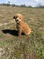Rocky, a male Soft Coated Wheaten Terrier and Poodle - Miniature  for sale in Pinon Hills, CA – Photo 6 of 6