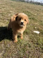 Rocky, a male Soft Coated Wheaten Terrier and Poodle - Miniature  for sale in Pinon Hills, CA – Photo 1 of 6