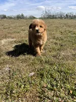 Rocky, a male Soft Coated Wheaten Terrier and Poodle - Miniature  for sale in Pinon Hills, CA – Photo 4 of 6