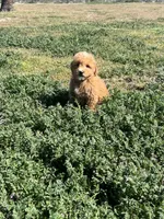 Rocky, a male Soft Coated Wheaten Terrier and Poodle - Miniature  for sale in Pinon Hills, CA – Photo 3 of 6