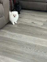 Female , a female Pomeranian for sale in Pinon Hills, CA – 3 of 4