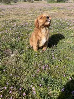 Ranger , a female Soft Coated Wheaten Terrier and Poodle - Miniature  for sale in Pinon Hills, CA – Photo 6 of 6
