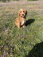 Ranger , a female Soft Coated Wheaten Terrier and Poodle - Miniature  for sale in Pinon Hills, CA – Photo 1 of 6