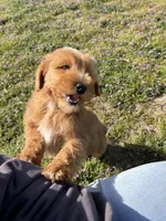 Ranger , a female Soft Coated Wheaten Terrier and Poodle - Miniature  for sale in Pinon Hills, CA – Photo 3 of 6