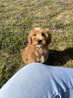 Ranger , a female Soft Coated Wheaten Terrier and Poodle - Miniature  for sale in Pinon Hills, CA – Photo 4 of 6