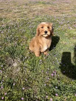 Ranger , a female Soft Coated Wheaten Terrier and Poodle - Miniature  for sale in Pinon Hills, CA – Photo 5 of 6