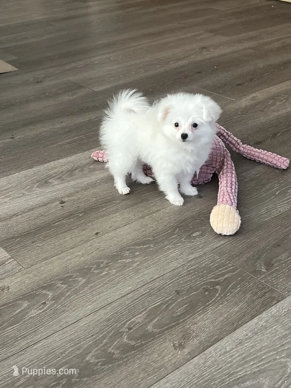 Marie – Pomapoo puppy for sale in Pinon Hills, CA