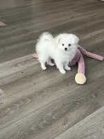 Marie, a female Pomapoo for sale in Pinon Hills, CA – 1 of 5
