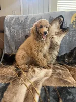 AKC Woody, a male Poodle - Miniature  for sale in Pinon Hills, CA – Photo 2 of 5