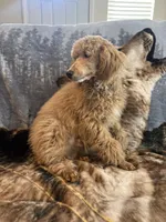 AKC Woody, a male Poodle - Miniature  for sale in Pinon Hills, CA – Photo 5 of 5