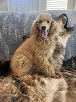 AKC Woody, a male Poodle - Miniature  for sale in Pinon Hills, CA – Photo 3 of 5