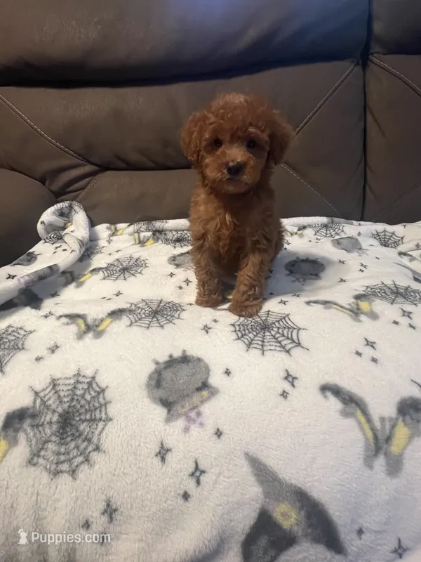 Rory – Poodle - Miniature  puppy for sale in Pinon Hills, CA